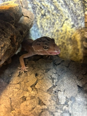 2 Leopardengeckos w. mit Terrarium  Bild 4 2 Leopardengeckos w. mit Terrarium  Bild 4