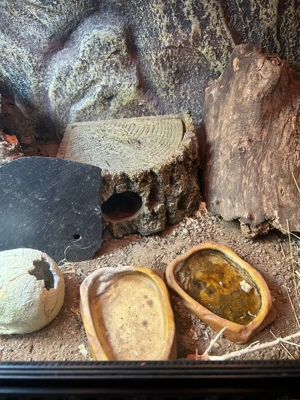 2 Leopardengeckos w. mit Terrarium  Bild 5 2 Leopardengeckos w. mit Terrarium  Bild 5