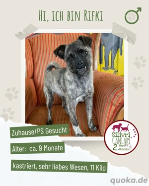 Kleiner Rifki sucht ein Zuhause 