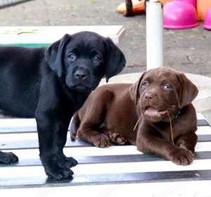 Labrador Welpen mit Stammbaum 