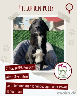 Sanfte Polly sucht ein liebevolles Zuhause 
