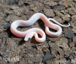 Charcoal Palmetto, Lavender Charcoal Palmetto 