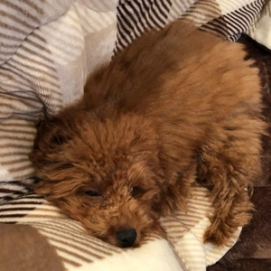 Wunderschöne Cavoodle-Welpen