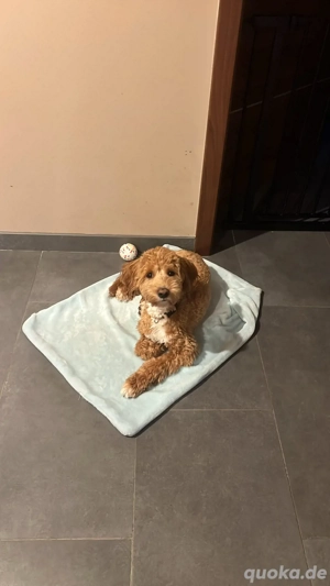 Maltipoo Deckrüde KEIN VERKAUF Bild 2