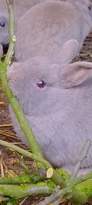 Zwergkaninchen Farbenzwerg Zwergwidder weibchen Männ. Kastrate geimpft Partner Pärchen oder Gruppe 