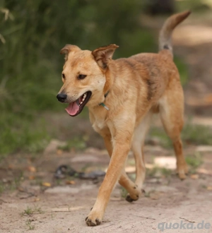 Emil *geb. 09 2024 - kleine Seele ist bereit für ihr eigenes Körbchen  Bild 6