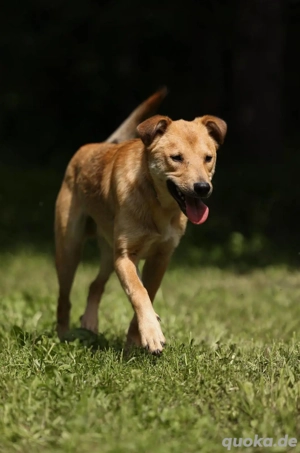 Emil *geb. 09 2024 - kleine Seele ist bereit für ihr eigenes Körbchen  Bild 10