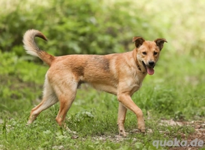 Emil *geb. 09 2024 - kleine Seele ist bereit für ihr eigenes Körbchen  Bild 8