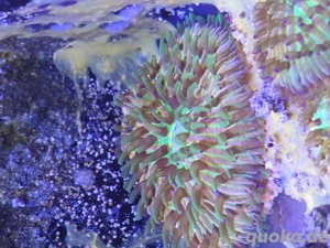 Meerwasser Aquarium Korallen Anemone fungia  Bild 4