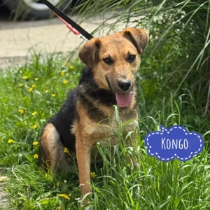 Kongo, freundlicher, lieber, verschmuster und katzenverträglicher Airedale Terrier Labrador Junghund