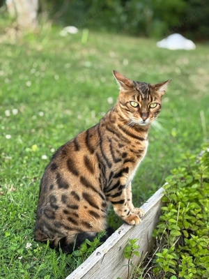 Unsere Bengalkatze Leo(ni) sucht liebevolle und zuverlässige Hände