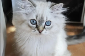 Kitten Britisch Langhaar 