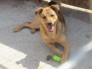 Haja ca. 45 cm - die Spaßige