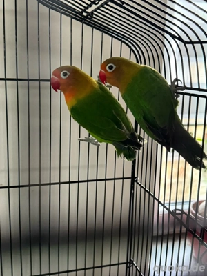 Tausche Pfirsichköpfchen Unzertrennlicher Männchen