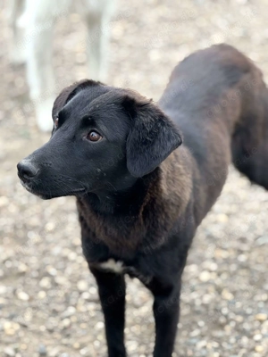 Felka ca. 45 cm   hat das Herz am rechten Fleck