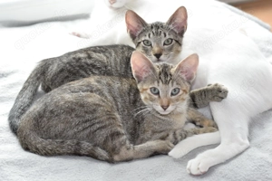 Katzbenbaby s, Kitten,  EKH   Siam