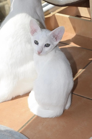 Katzbenbaby s, Kitten,  EKH   Siam Bild 2