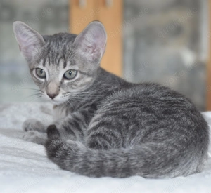 Katzbenbaby s, Kitten,  EKH   Siam Bild 3