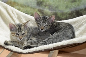 Katzbenbaby s, Kitten,  EKH   Siam Bild 4