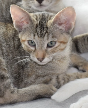 Katzbenbaby s, Kitten,  EKH   Siam Bild 6