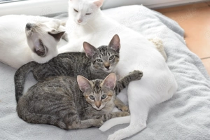 Katzbenbaby s, Kitten,  EKH   Siam Bild 5