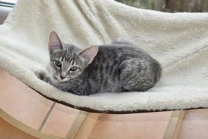 Katzbenbaby s, Kitten,  EKH   Siam Bild 7