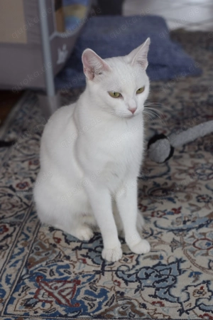 Katzbenbaby s, Kitten,  EKH   Siam Bild 8