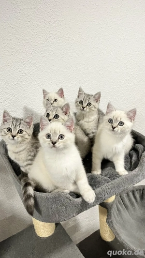 Bkh Reinrassige Kitten (Silver Shaded ) abgabebereit