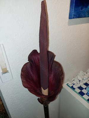 Amorphophallus konjac