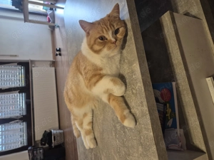 Bkh Katzen abzugeben 