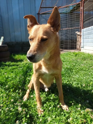 Max sucht eine Pflegestelle!!! Dringend Bild 5