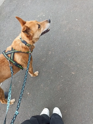 Max sucht eine Pflegestelle!!! Dringend Bild 3