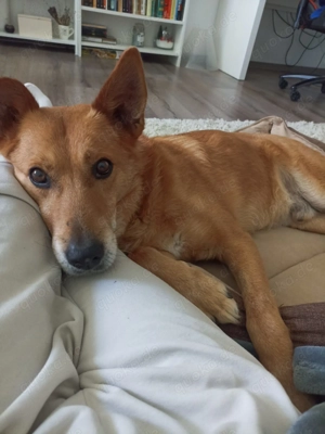 Max sucht eine Pflegestelle!!! Dringend Bild 6