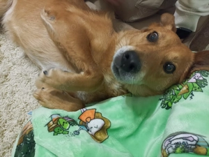 Max sucht eine Pflegestelle!!! Dringend Bild 2