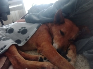 Max sucht eine Pflegestelle!!! Dringend Bild 4