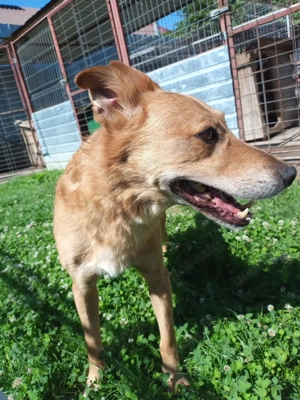 Max sucht eine Pflegestelle!!! Dringend Bild 8