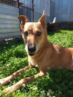 Max sucht eine Pflegestelle!!! Dringend Bild 9