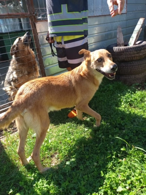 Max sucht eine Pflegestelle!!! Dringend Bild 7