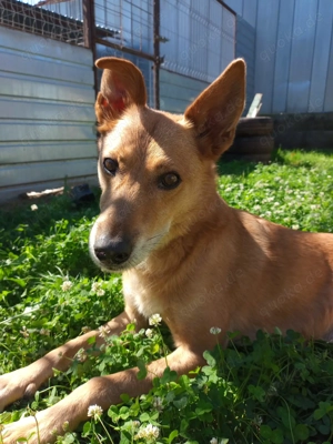 Max sucht eine Pflegestelle!!! Dringend