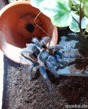 Vogelspinne Aphonopelma seemanni blue 0.1
