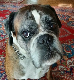 Lobo S276,Boxer - verlor plötzlich seine Leute. Wer kann den trauernden Oldie aufnehmen und trösten