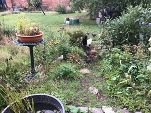 Huhn mit 14 Küken Bild 2