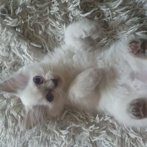 Heilige Birma Kätzchen