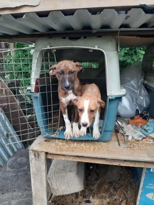 Sora   zarte Hundeseele sucht Menschen mit Herz! Bild 2