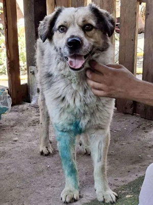 Cisco - dankbar & freundlich