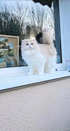 Wunderschöner BLH Kater-Einzigartige Schönheit sucht Zuhause