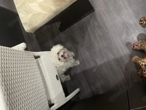 Süßer maltipoo zum abgeben 2 Jahre alt, rüde