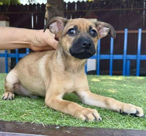 Balu - kleinbleibender Welpenbub