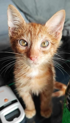 Einzigartiger Rusty sucht liebevolles Zuhause