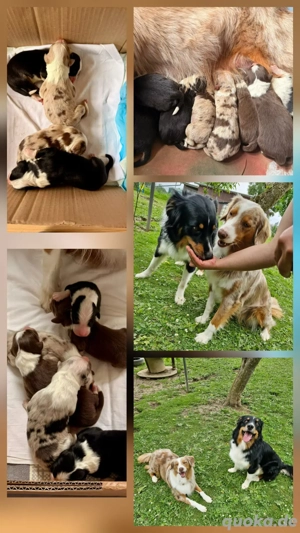 Australian shepherd Black tri ( red factored) Deckrüde ! kein Verkauf!  Bild 3